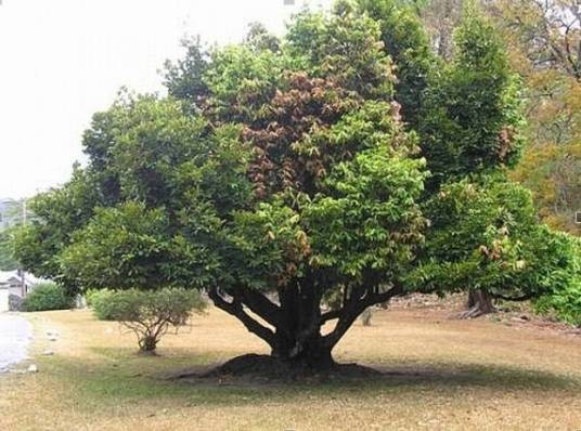 乌木（柿科柿属植物）