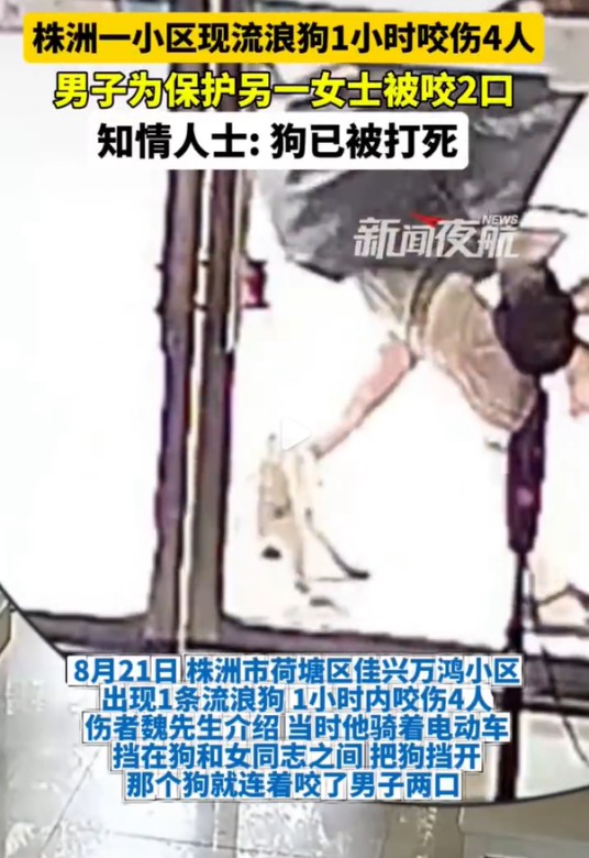 8·21株洲流浪狗咬人事件