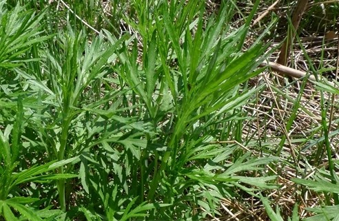 柳叶蒿（菊科蒿属植物）