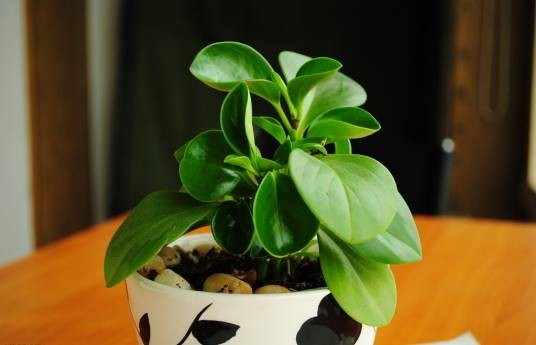 椒草