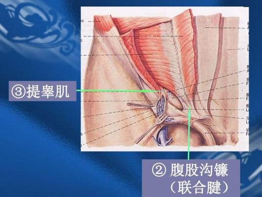 提睾肌