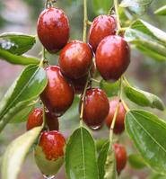 小枣（枣属植物）