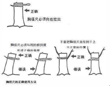 胸径