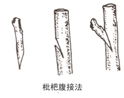 腹接