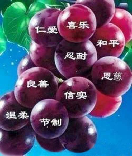 圣灵的果子