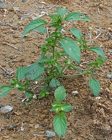 铁苋菜（大戟科铁苋菜属植物）