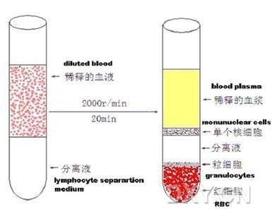 外周血单个核细胞