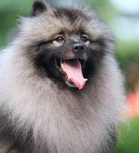 荷兰毛狮犬