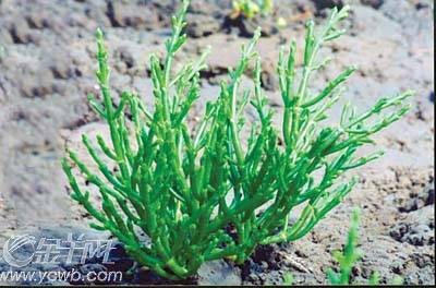 海蓬子(藜科盐角草属植物)