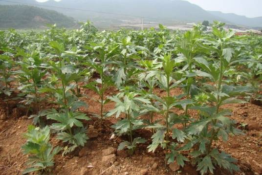 附子草(毛茛科乌头属剧毒植物分支)