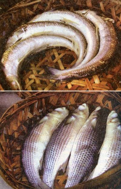 鱼饭（广东潮汕沿海地区的一种食物）