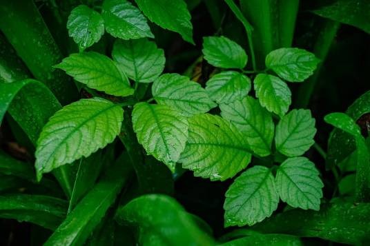 乌蔹莓(葡萄科乌蔹莓属植物)