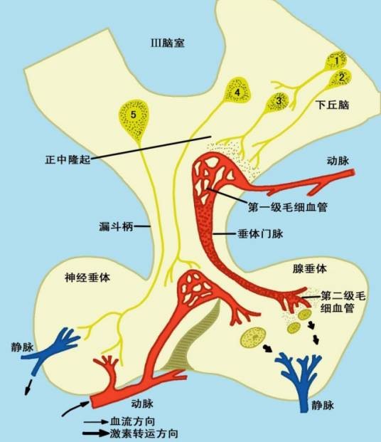 抗利尿激素