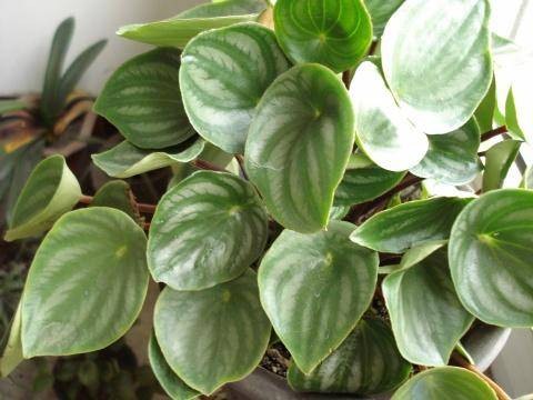 西瓜皮椒草