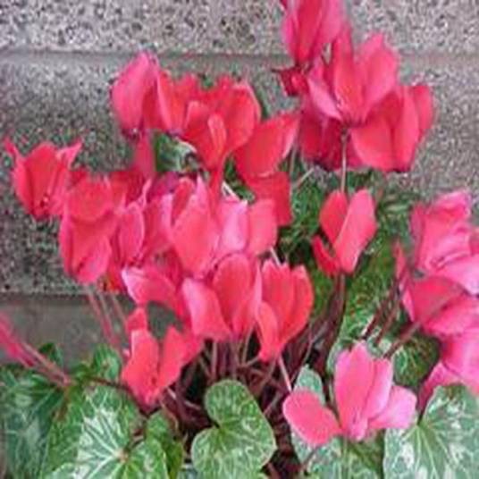 Cyclamen persicum（报春花科植物）