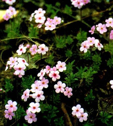 点地梅（报春花科点地梅属植物）