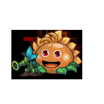太阳花冈布奥