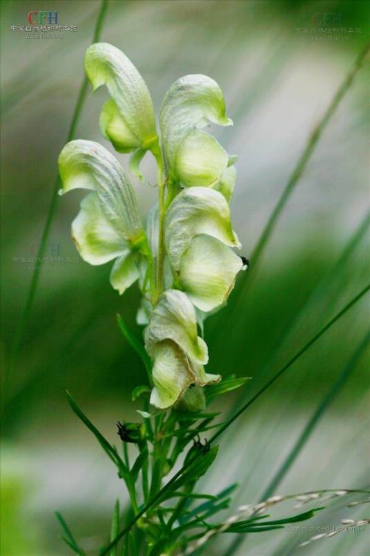 铁棒锤（毛莨目毛茛科植物）