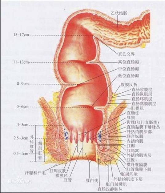 齿状线