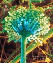 分生孢子