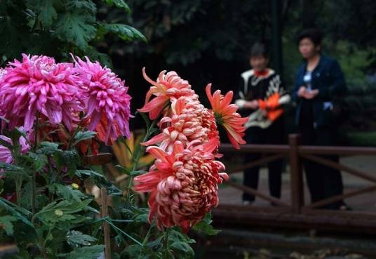 赏菊