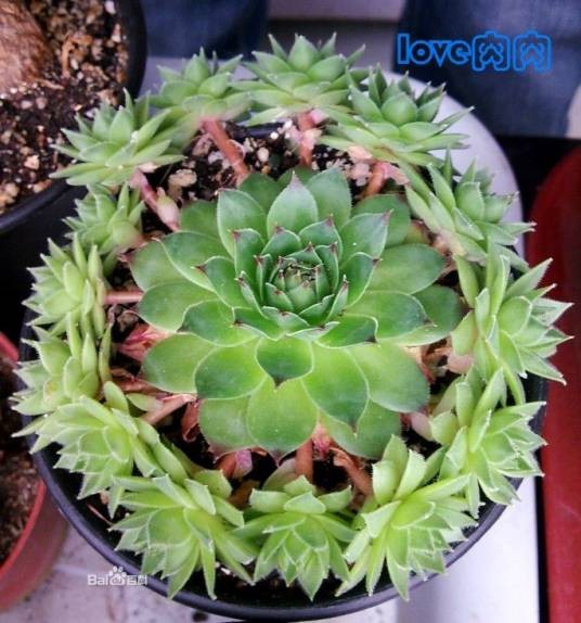 观音莲（景天科长生草属植物）