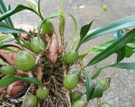 石仙桃(兰科石仙桃属植物)