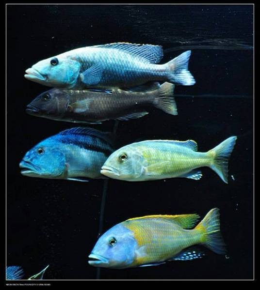 三湖慈鲷