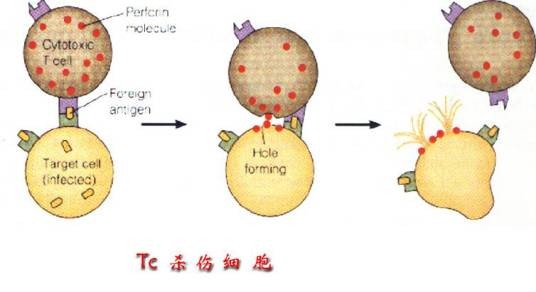 Tc细胞