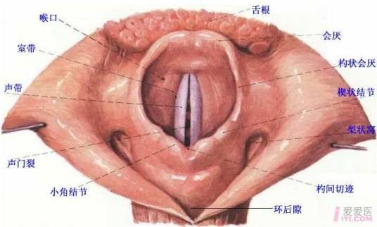 咽喉异物感