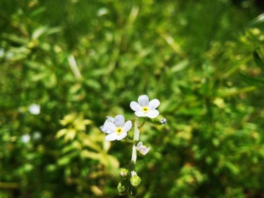 附地菜