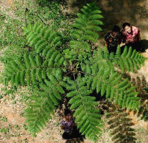 国家一级保护植物（由国务院审批的一级重点保护植物）
