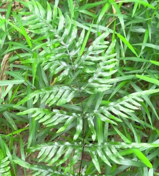 长旗草