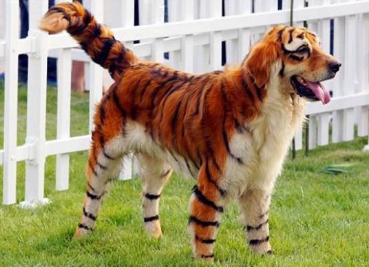 画虎类犬