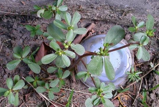 白花猪母菜(玄参科假马齿苋属植物)