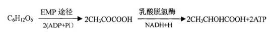 同型乳酸发酵