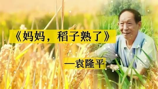 妈妈，稻子熟了