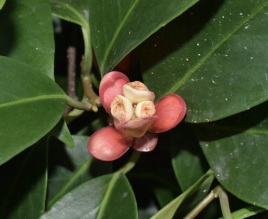黑老虎（五味子科南五味子属植物）
