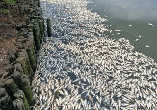 5·12海口红城湖发现死鱼事件