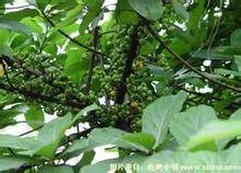 牛奶树（中药材）