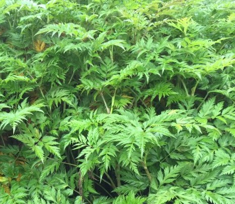 太白草药