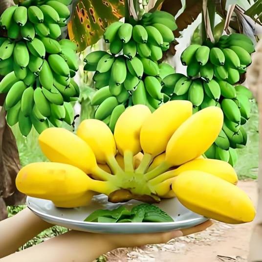 俊怡鲜果
