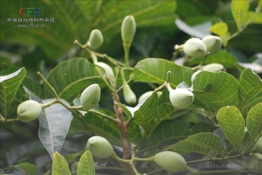 乌榄（橄榄科橄榄属乔木）