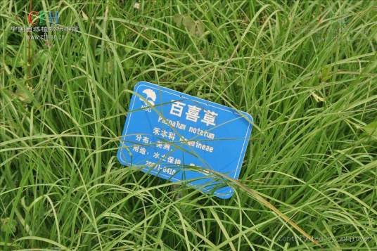 百喜草