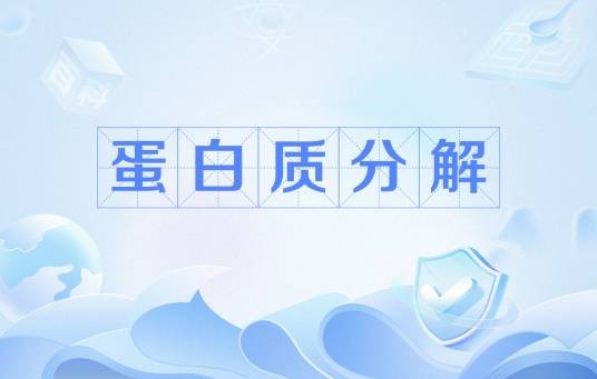 蛋白质分解