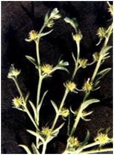 鹤虱（中草药）