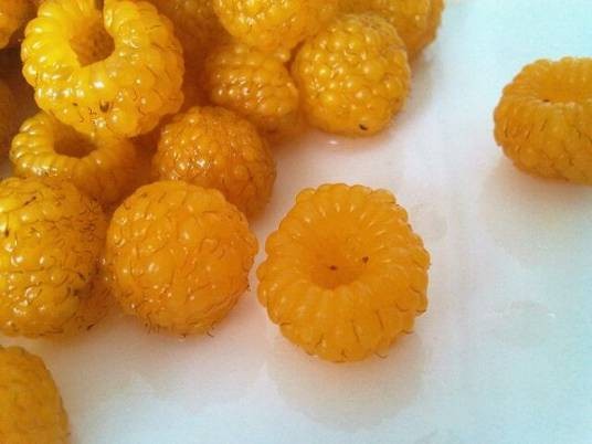 黄泡果（蔷薇科悬钩子属植物栽秧泡的果实）