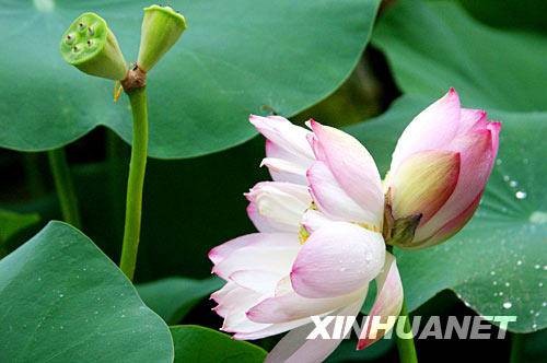 并蒂莲（莲科莲属植物）