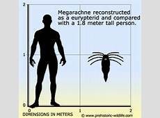 Megarachne Servinei