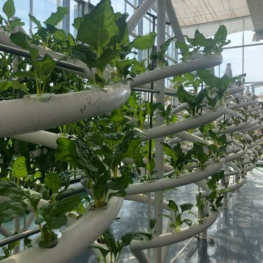 设施蔬菜(在人工设施内进行的蔬菜栽培方式)